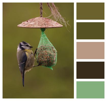 Blue Tit Bird Feeder Bird Image